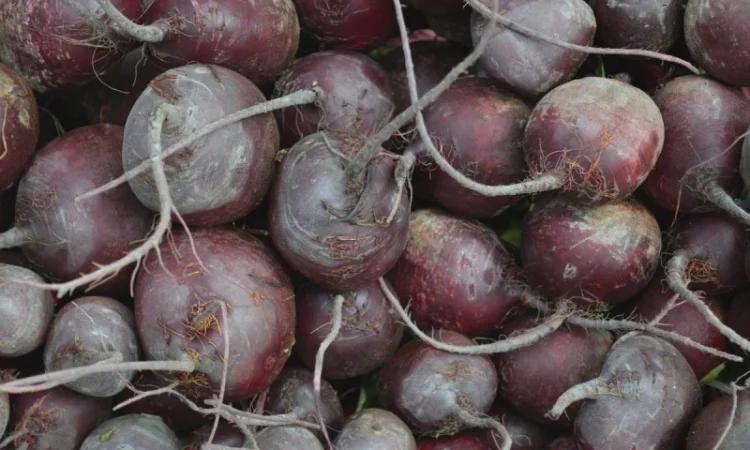 Закупка свекли на переробку - фото № 1