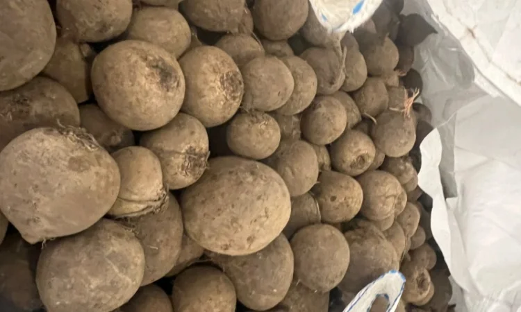 Продаю червоний буряк - фото № 1