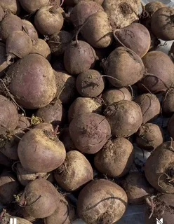 Продаж буряка високої якості - фото № 1