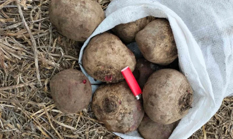 Буряк оптом, большой объем - фото № 1