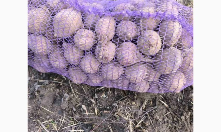 Продаю маленький столовий буряк - фото № 1