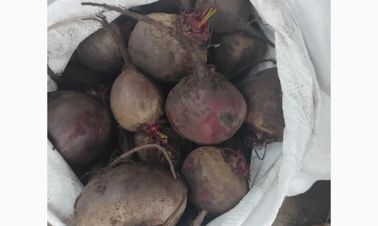 Продаж буряка круглого і довгого в с. Троїцьке - фото № 1