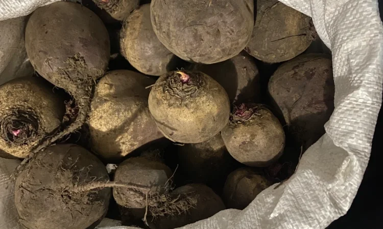 Продаж буряка круглого і довгого в с. Троїцьке - фото № 2