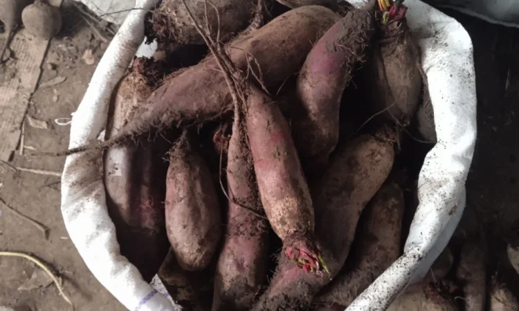 Продаж буряка круглого і довгого в с. Троїцьке - фото № 3