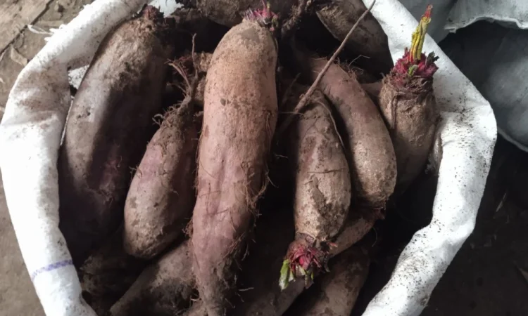 Продаж буряка круглого і довгого в с. Троїцьке - фото № 4