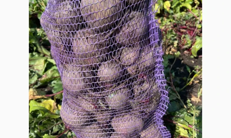 Продаж буряка столового в великих обсягах - фото № 1