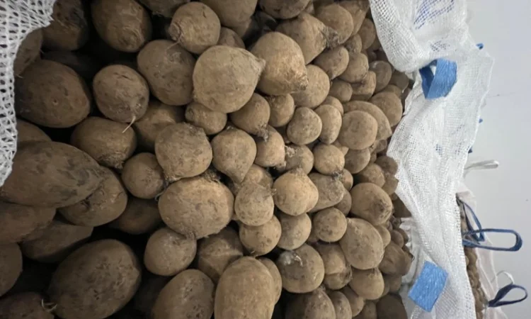 Продаю буряк в белых мешках - фото № 1