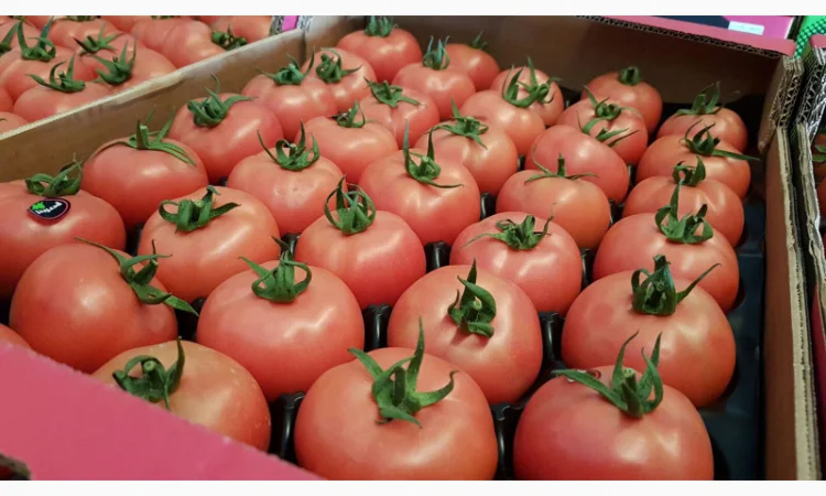 Продаж томатів різних сортів - фото № 10