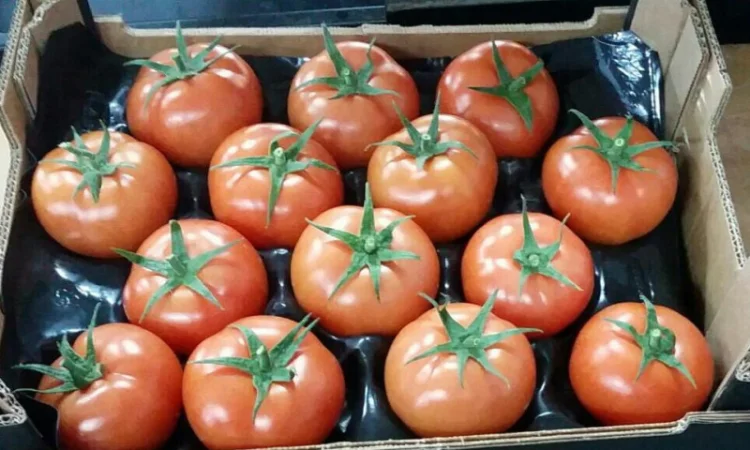 Продаж томатів різних сортів - фото № 9
