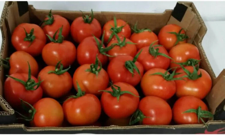 Продаж томатів різних сортів - фото № 8
