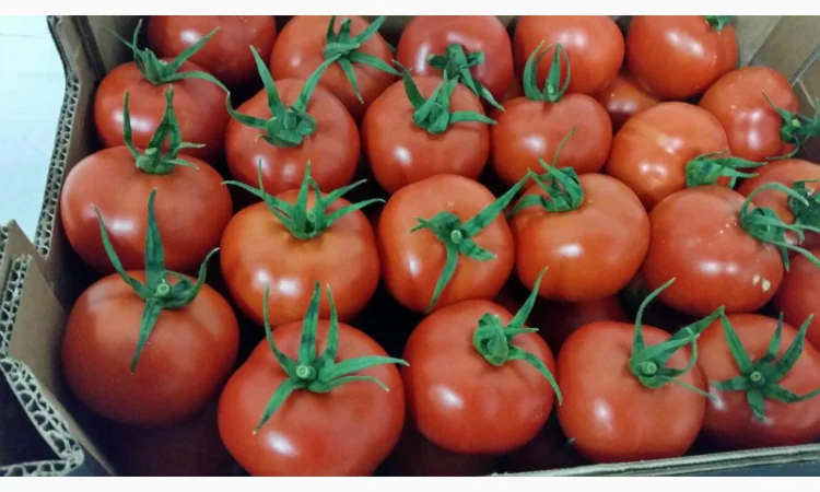 Продаж томатів різних сортів - фото № 7