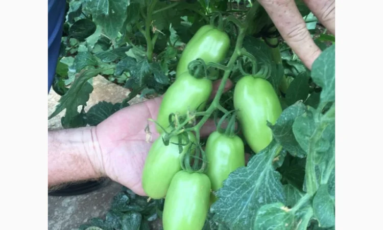 Продаж томатів різних сортів - фото № 6