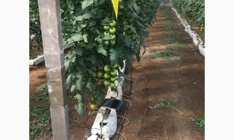 Продаж томатів різних сортів - фото № 5