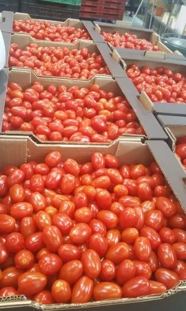 Продаж томатів різних сортів - фото № 4