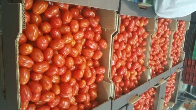 Продаж томатів різних сортів - фото № 16