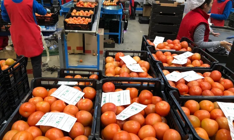 Продаж томатів різних сортів - фото № 15