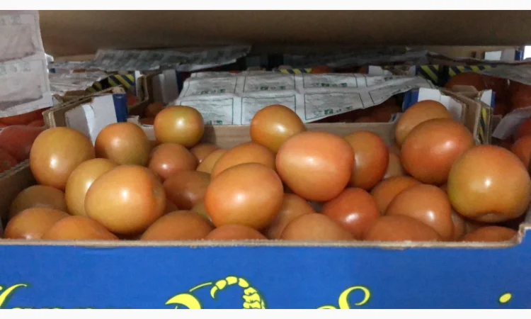 Продаж томатів різних сортів - фото № 14