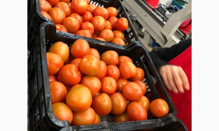 Продаж томатів різних сортів - фото № 13