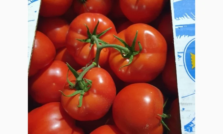 Продаж помідорів румунського виробництва - фото № 3