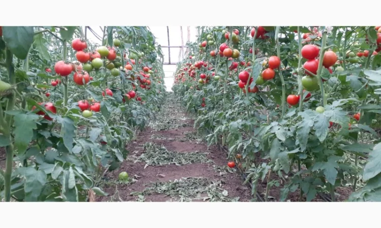 Продаж помідорів румунського виробництва - фото № 4