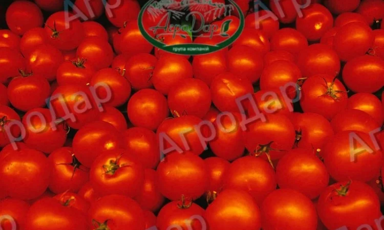 Томати «Ред Скай f1» та «Фабер f1» 400 тонн - фото № 2