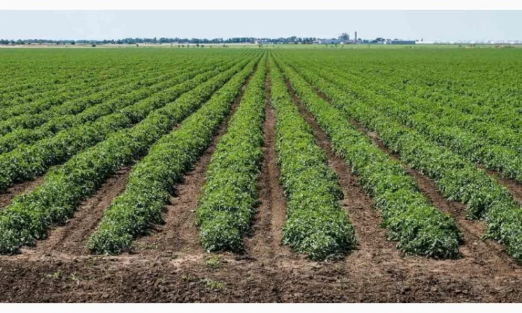 Томати «Ред Скай f1» та «Фабер f1» 400 тонн - фото № 3