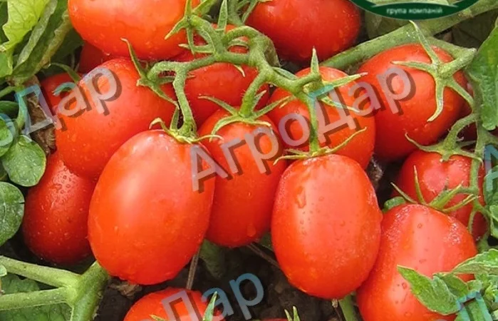 Томати «Ред Скай f1» та «Фабер f1» 400 тонн - фото № 4