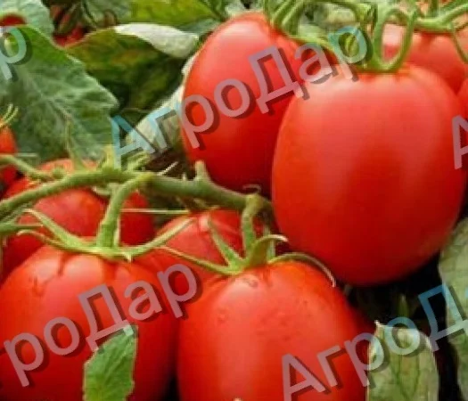 Томати «Ред Скай f1» та «Фабер f1» 400 тонн - фото № 5