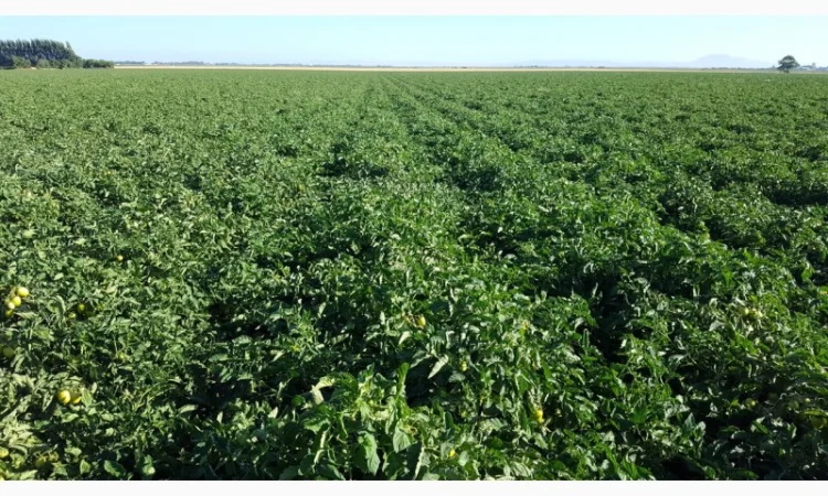 Томати «Ред Скай f1» та «Фабер f1» 400 тонн - фото № 6