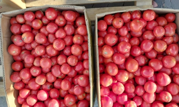 Продаж помідорів сорту Асвон - фото № 1