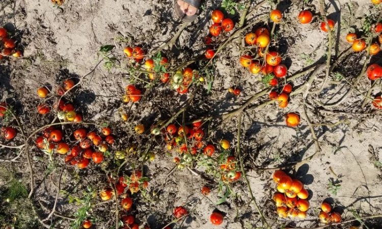 Помідори 2-й сорт на переробку - фото № 2
