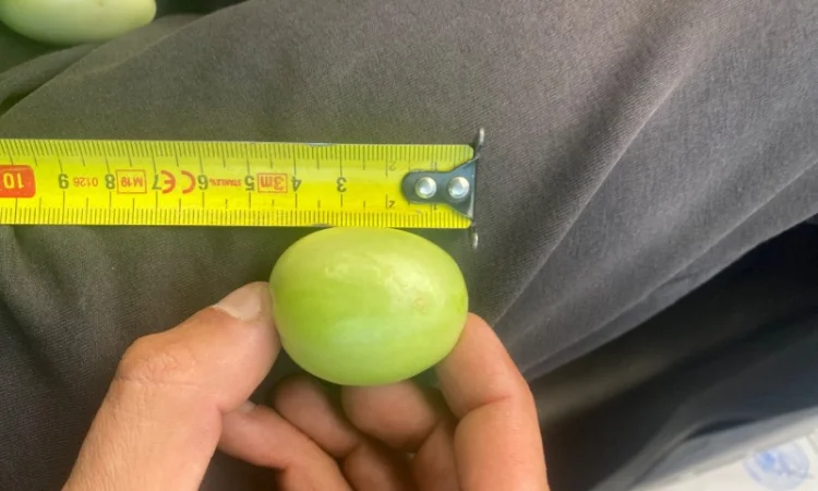 Продажа зеленого помидора на консервацию - фото № 3