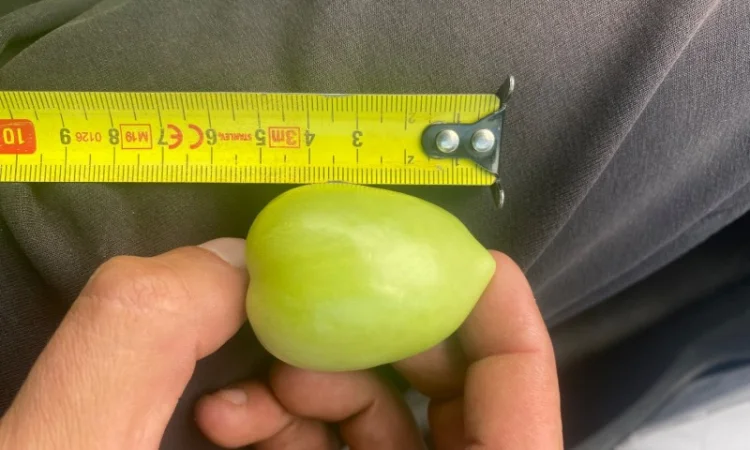 Продажа зеленого помидора на консервацию - фото № 4