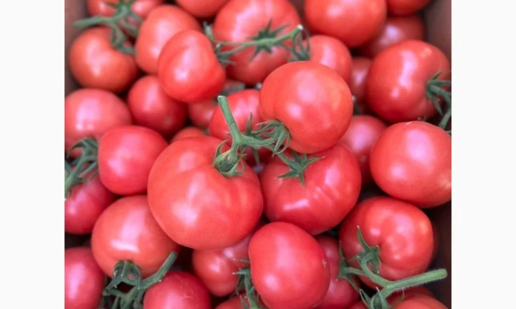 Ранні помідори різних сортів на продаж - фото № 1