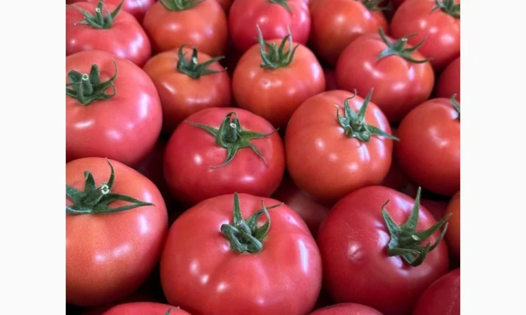 Ранні помідори різних сортів на продаж - фото № 2