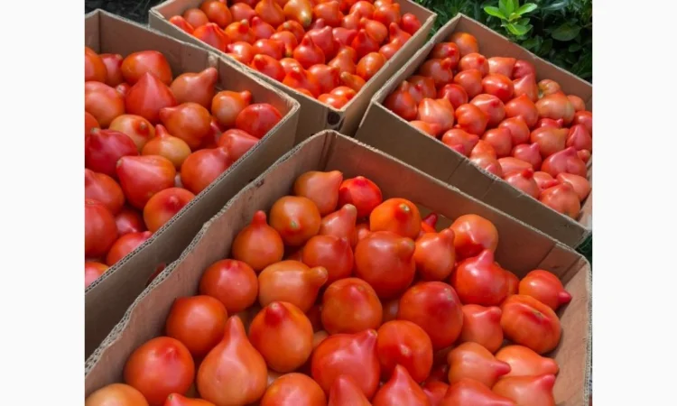 Ранні помідори різних сортів на продаж - фото № 3