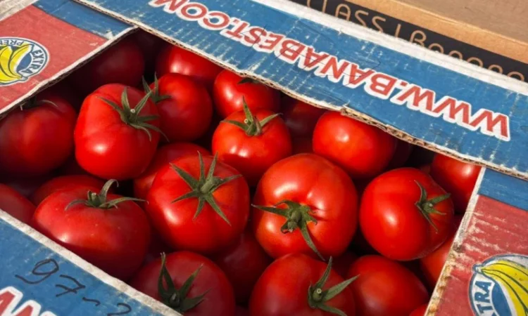 Помідор Шпалєрка на продаж - фото № 2