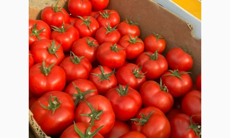 Помідор Шпалєрка на продаж - фото № 3