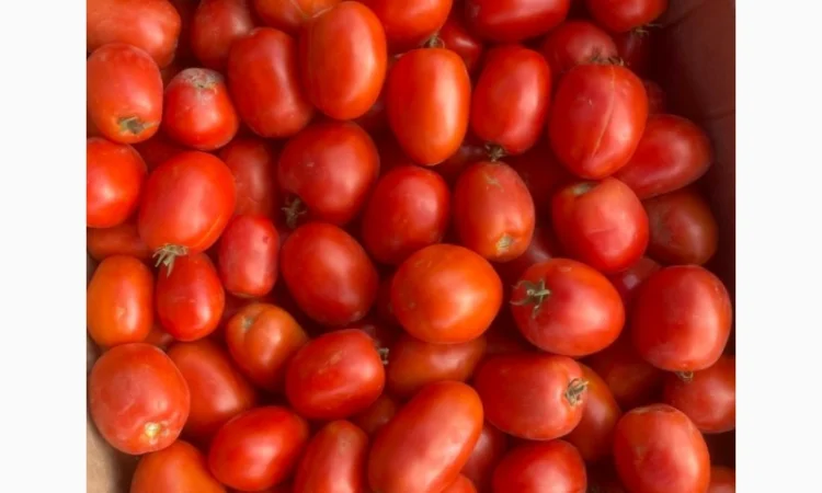 Помідори сорту Діно оптом - фото № 1