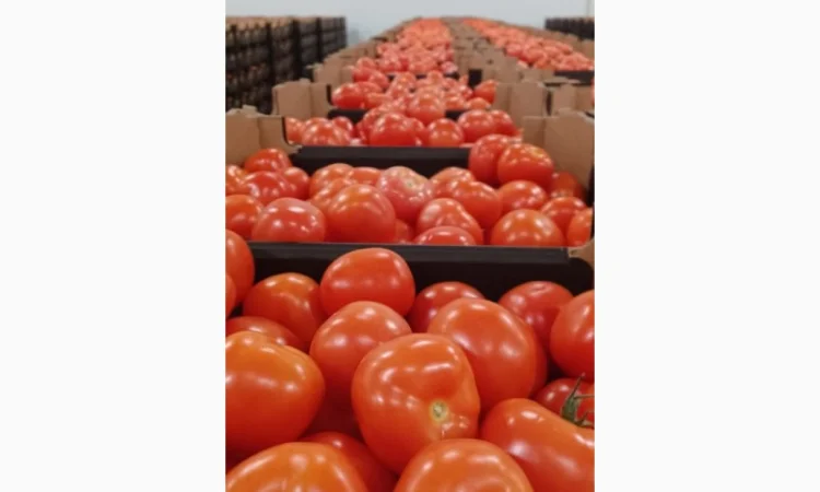 Помідори тепличні червоні та малинові на продаж - фото № 1