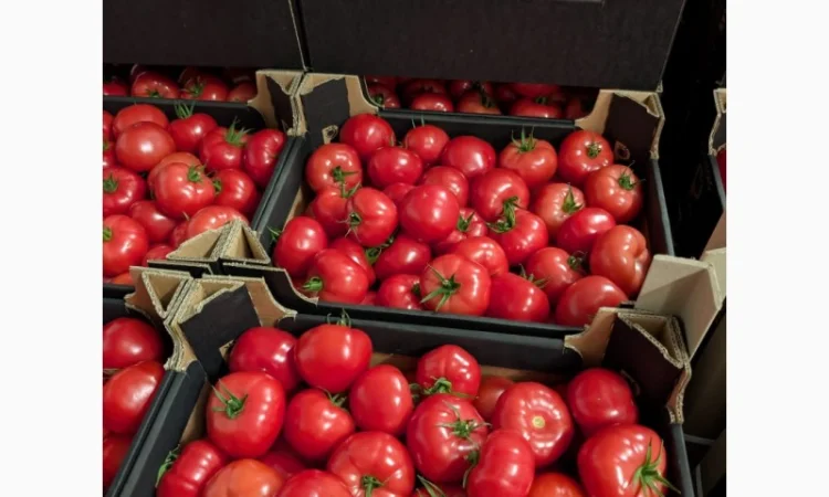Помідори тепличні червоні та малинові на продаж - фото № 2