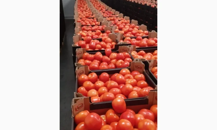 Помідори тепличні червоні та малинові на продаж - фото № 3