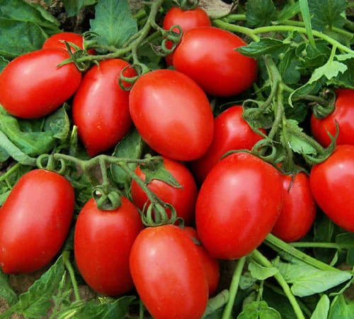 Помідори сливку Галилео та Фабер в Умань - фото № 1