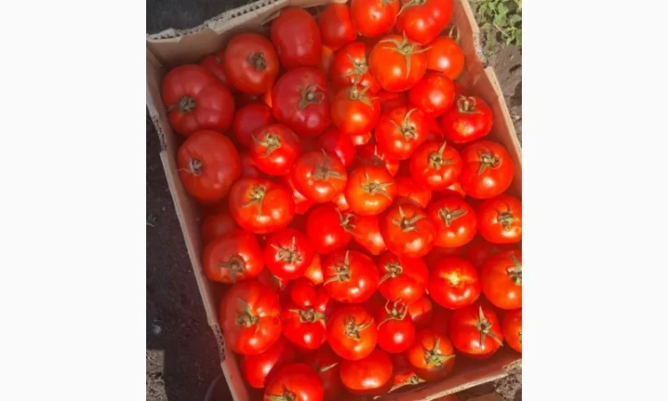 Помидор сорта Ольга оптом - фото № 1