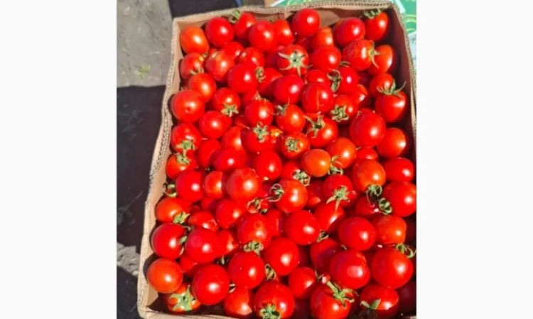 Помидор Асвон оптом с поля - фото № 1