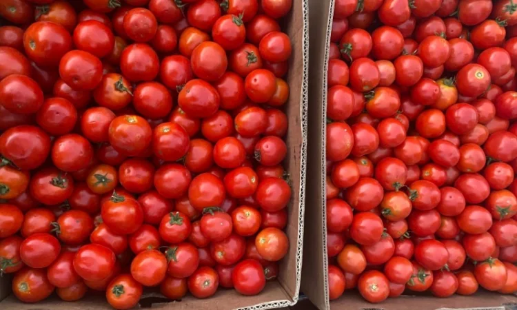 Продаж томатів Асвон оптом - фото № 1