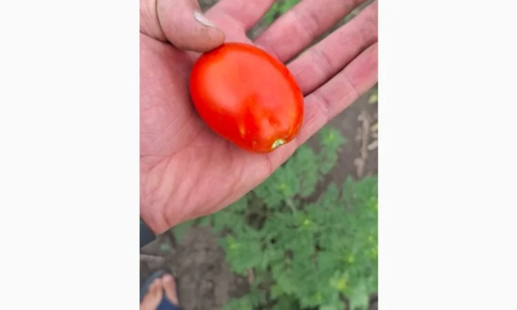 Продаж помідорів до 120 грамів - фото № 2