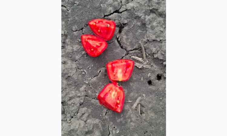 Продаж помідорів до 120 грамів - фото № 3