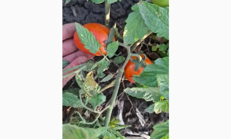 Продаж помідорів до 120 грамів - фото № 4