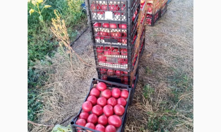 Рожевий помідор оптом за доступними цінами - фото № 1
